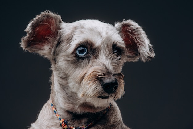 Portrait d'un drôle de chien gris aux yeux multicolores