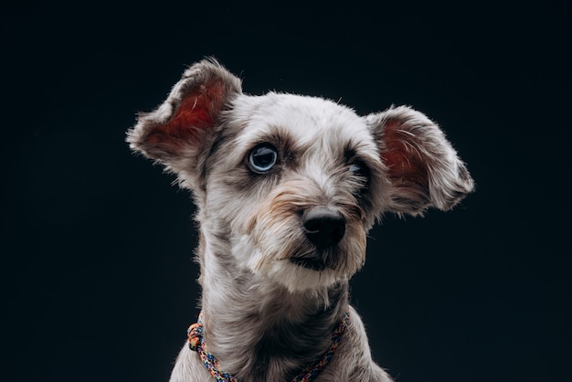 Portrait d'un drôle de chien gris aux yeux multicolores