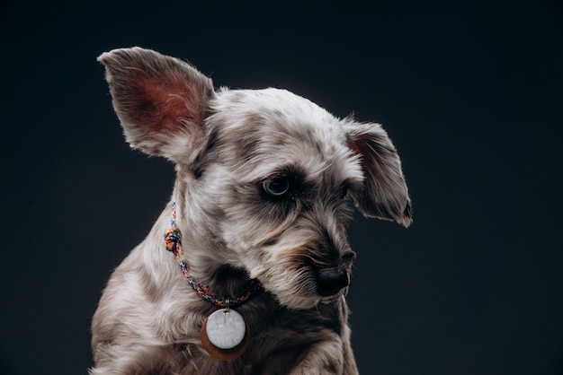 Portrait d'un drôle de chien gris aux yeux multicolores