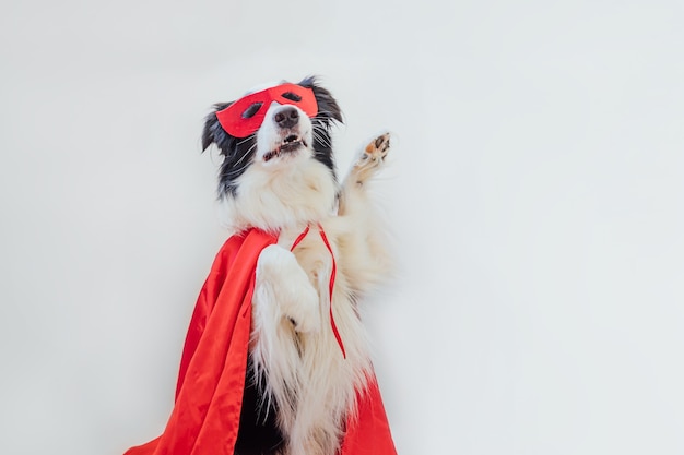 Portrait drôle de chien mignon border collie en costume de super-héros isolé sur fond blanc. Chiot portant un masque et une cape de super héros rouge au carnaval ou à l'halloween. La justice aide le concept de force