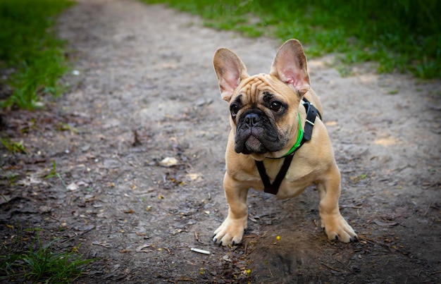 Photo portrait d'un drôle de chiot bouledogue français