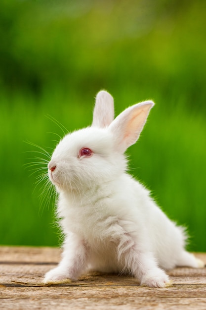 Portrait d'un drôle de lapin blanc sur un champ naturel vert