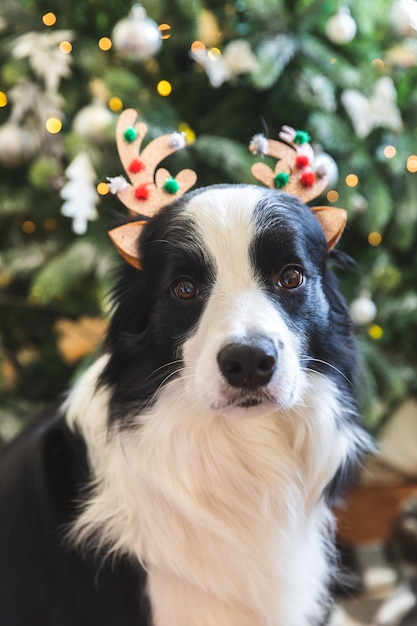 Portrait drôle de mignon chiot border collie portant un chapeau de cornes de cerf costume de Noël près de l'arbre de Noël à la maison à l'intérieur de l'arrière-plan. Préparation pour les vacances. Concept de joyeux Noël joyeux.