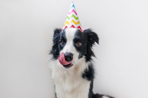 Portrait drôle de mignon chiot chien border collie souriant portant un chapeau idiot d'anniversaire en regardant la caméra isolée sur le mur blanc. Concept de fête de joyeux anniversaire. Vie d'animaux drôles d'animaux.