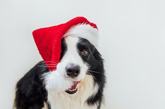 Photo portrait drôle de mignon chiot souriant border collie portant costume de noël chapeau de père noël rouge...