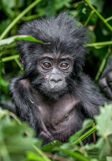 Portrait du bébé gorille de montagne. Ouganda. Parc national de la forêt impénétrable de Bwindi.