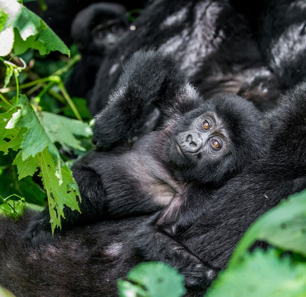 Portrait du bébé gorille de montagne. Ouganda. Parc national de la forêt impénétrable de Bwindi.