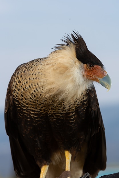 Portrait du caracara à crête nordique cheriway