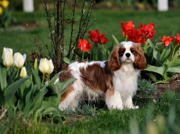 Photo portrait du cavalier roi charles spaniel debout sur un champ herbeux