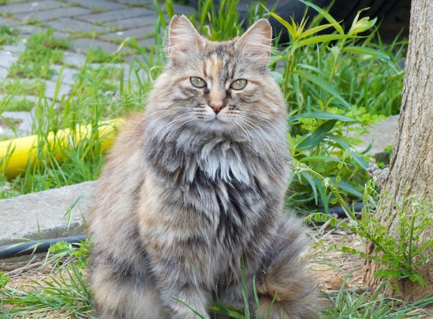 Portrait du chat domestique British Longhair dans un jardin