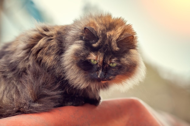 Portrait du chat à l'extérieur dans le jardin