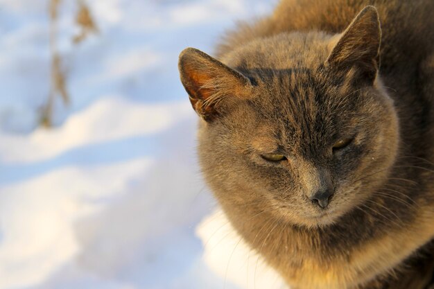 Portrait du chat gris contre la neige blanche