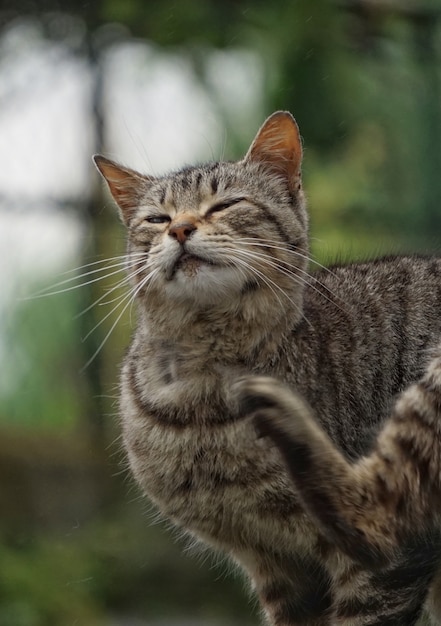 le portrait du chat gris