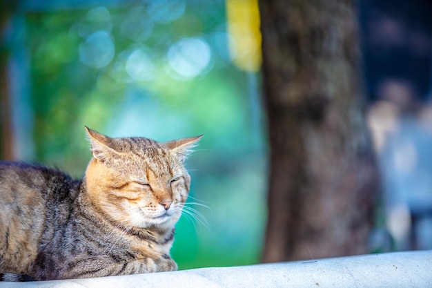 Portrait du chat mignon assis à l'extérieur dans la cour sur un fond vert naturel