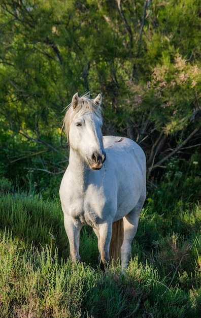 Portrait du cheval blanc de Camargue