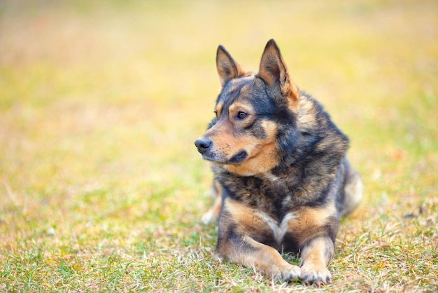 Portrait du chien allongé sur l'herbe