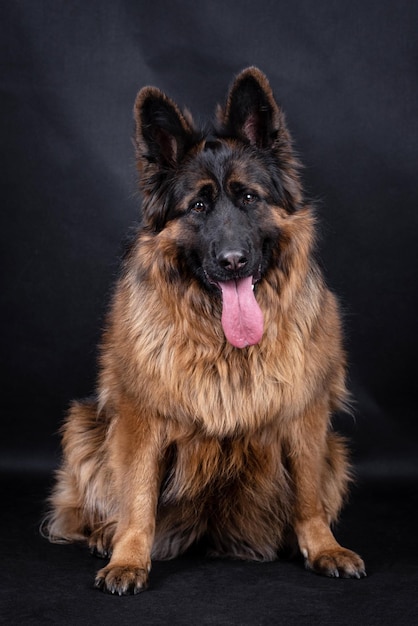 portrait du chien berger allemand poil long