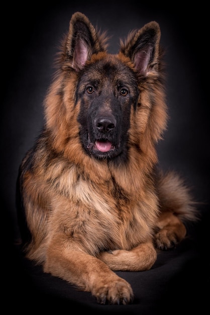 portrait du chien berger allemand poil long