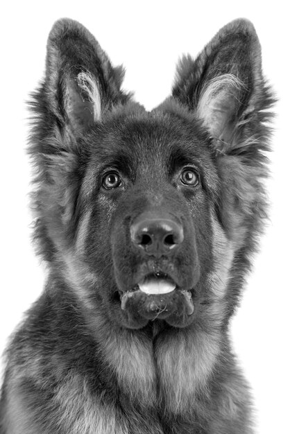 portrait du chien berger allemand poil long