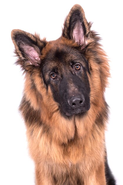 portrait du chien berger allemand poil long