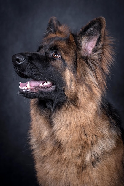 portrait du chien berger allemand poil long