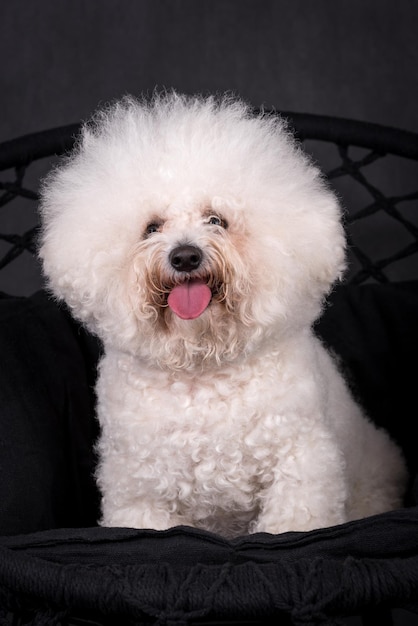 portrait du chien bichon frisé