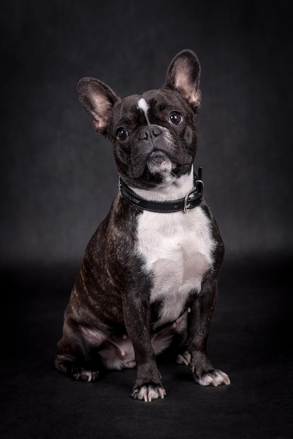 portrait du chien bouledogue français