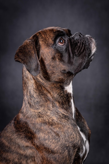 portrait du chien boxer