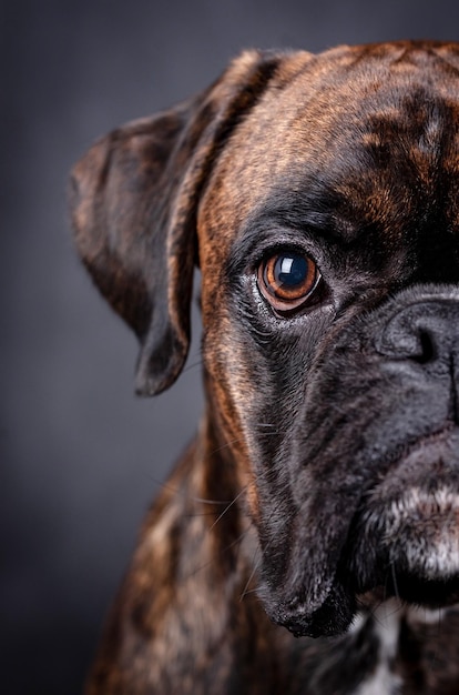 portrait du chien boxer