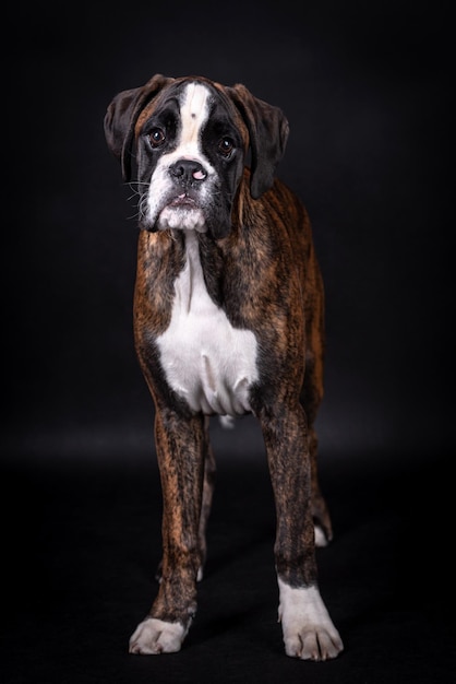 portrait du chien boxer