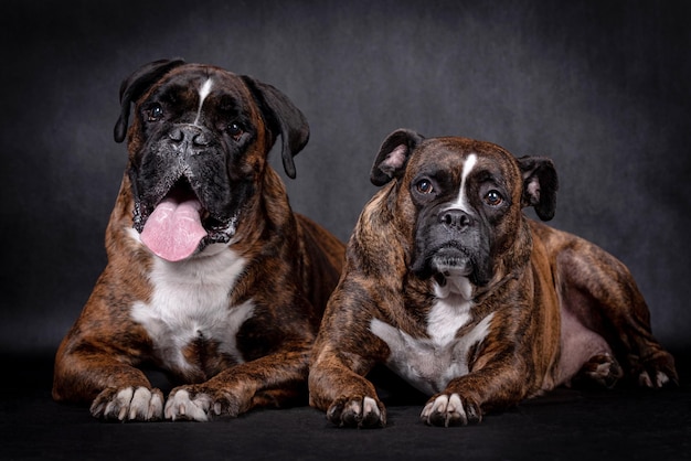 portrait du chien boxer