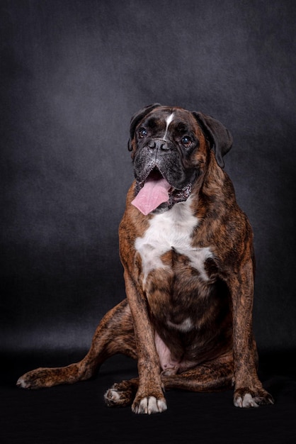 portrait du chien boxer