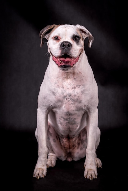 portrait du chien boxer