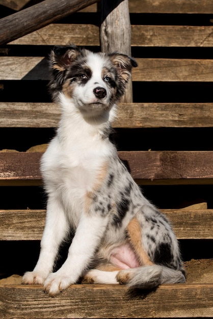 portrait du chien chiot berger australien