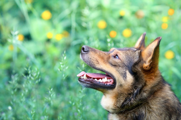 Portrait du chien couché dans l'herbe