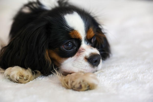 Portrait du chien épagneul king charles sur fond clair close-up, soft focus