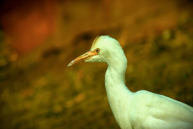 Portrait du Héron garde-boeuf dans son habitat naturel