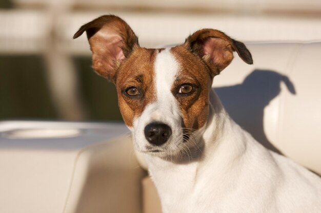 Photo portrait du jack russell terrier