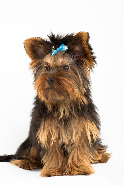 Portrait du jeune Yorkshire Terrier