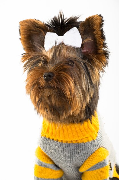 Portrait du jeune Yorkshire Terrier