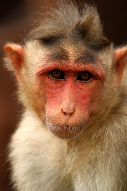 Portrait du macaque Bonnet Le singe du fort de Badami