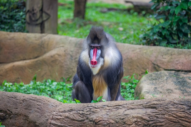 Portrait du mandrill mâle adulte