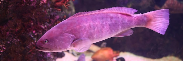 Portrait du monde sous-marin et de la scène des récifs coralliens fond de beaux poissons dans l'océanarium de l'aquarium