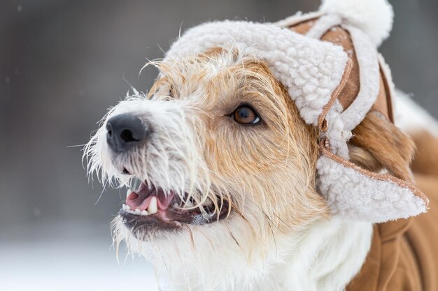 Portrait du museau d'un Jack Russell Terrier dans un chapeau avec oreillettes et une veste marron Snowing Blur pour inscription