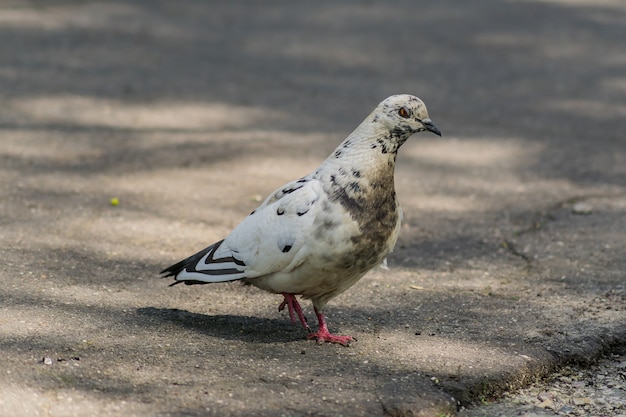 Portrait Du Pigeon Sur La Route