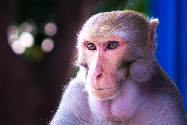 Portrait du singe rhésus regardant loin dans des pensées profondes