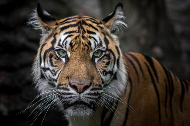 Portrait du tigre de Sumatra