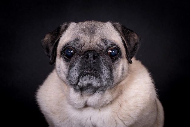 le portrait du vieux Pug Dog