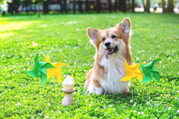 Portrait duveteux Corgi