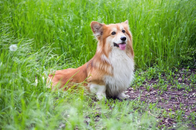 Portrait duveteux Corgi